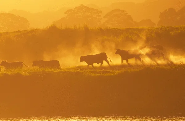 Beef Prices Surge, Herds Hit Multi-Decade Lows