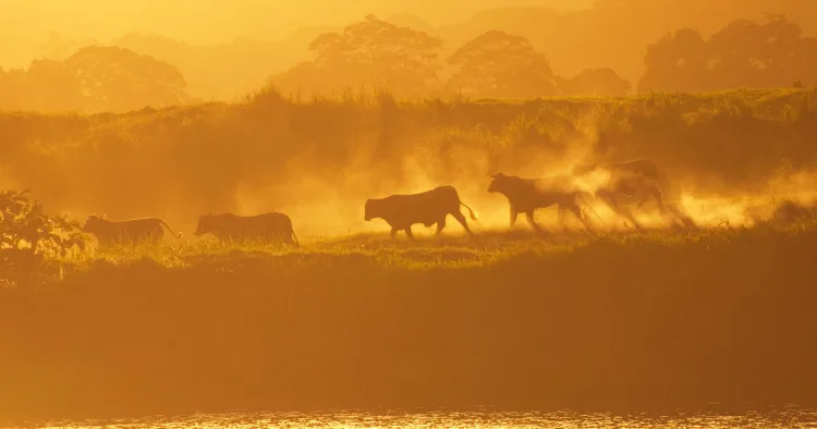 Beef Prices Surge, Herds Hit Multi-Decade Lows