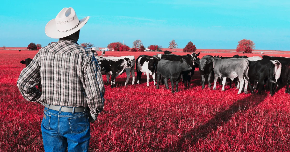 Cattle Rancher